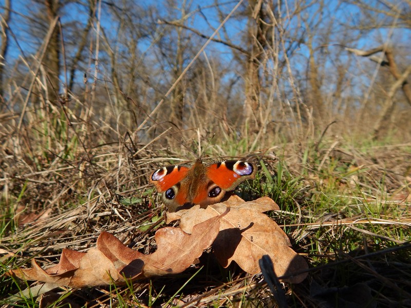 Parco del Ticino 9/2/14 :Aglais io